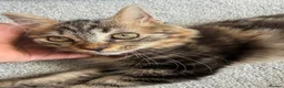 Mixed Breed cats for sale: Kittens  - Advert 2