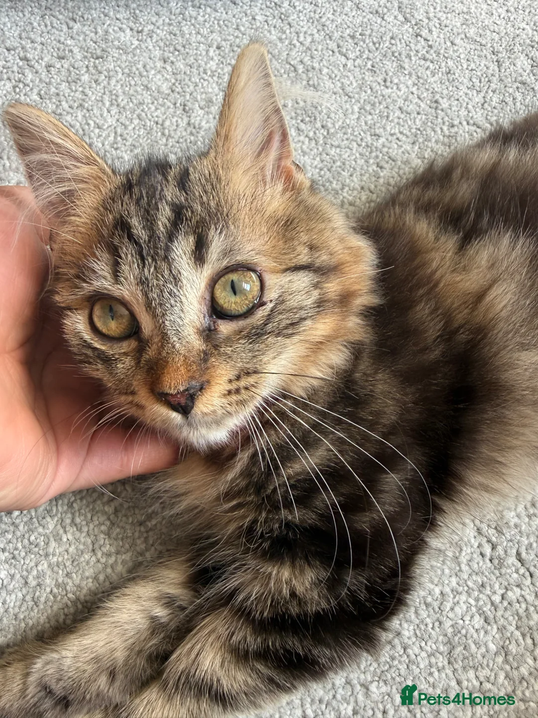 Mixed Breed cats for sale: Kittens  - Advert 2