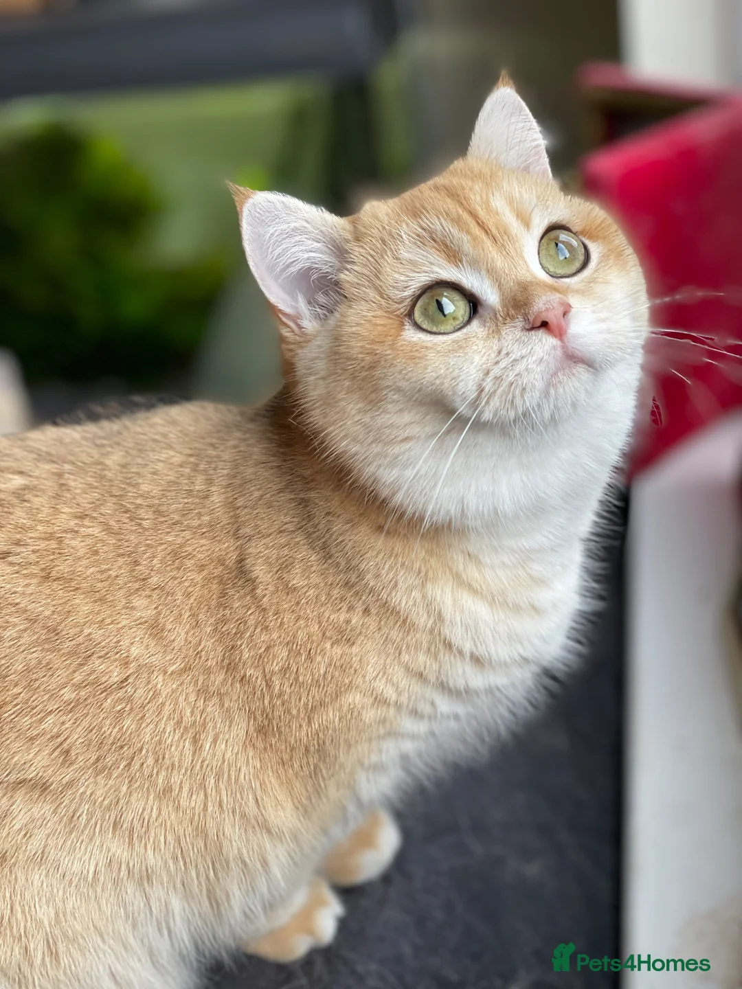 British Shorthair cats for sale: GCCF reg BSH Chocolate and Blue Golden Kittens - Advert 1