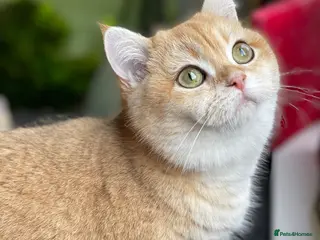 British Shorthair cats GCCF reg BSH Chocolate and Blue Golden Kittens - Advert 2