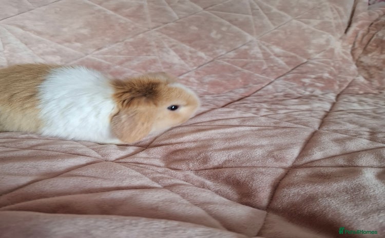 Mini Lop rabbits - Advert 1