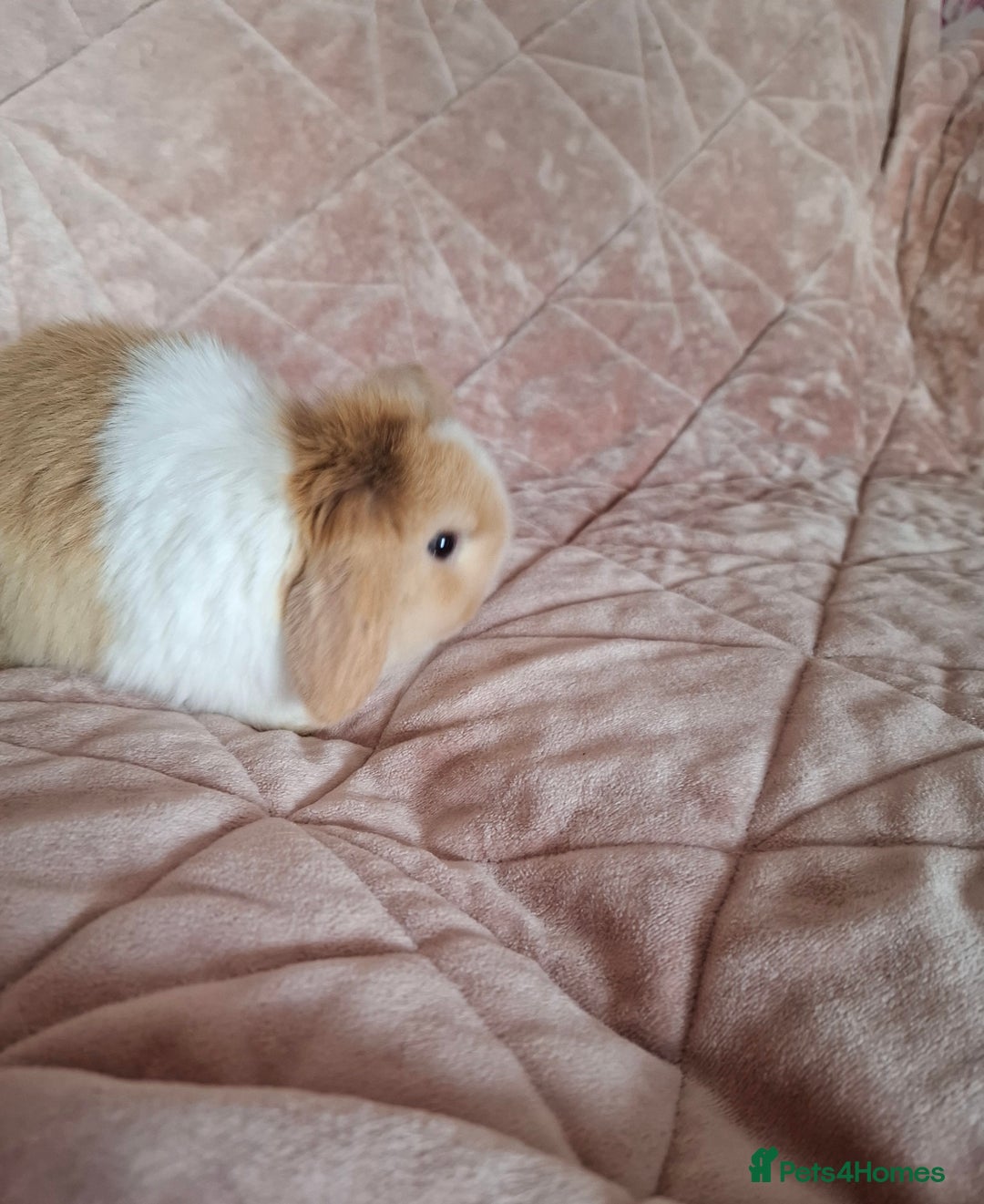 Mini Lop rabbits for sale: Mini lops  - Image 1