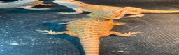 Bearded Dragon reptiles for sale: Bearded dragon babies red & orange hypo - Advert 4