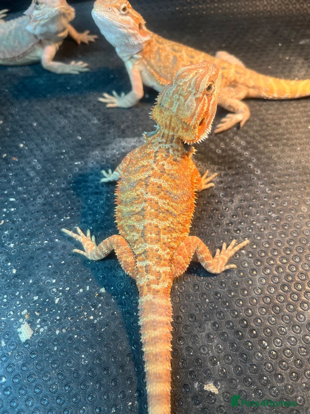 Bearded Dragon reptiles for sale: Bearded dragon babies red & orange hypo - Advert 4