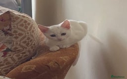British Shorthair cats for sale: Two White British short hair kittens - Image 3