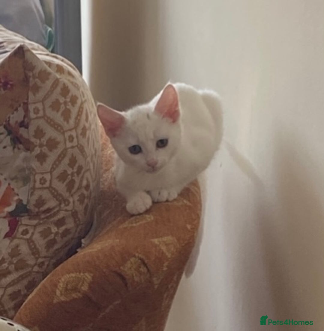 British Shorthair cats for sale: Two White British short hair kittens - Image 3