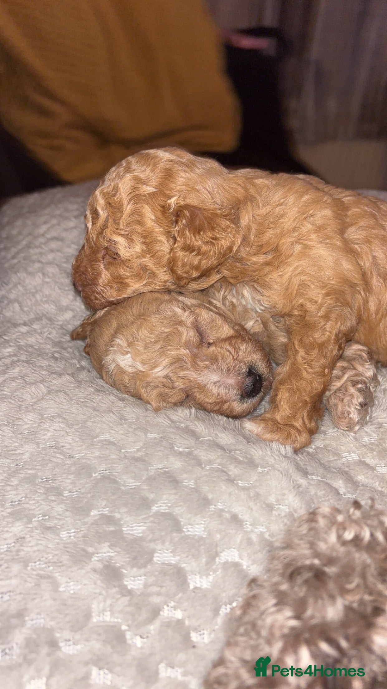 Toy Poodle dogs Toy puddles  - Advert 1