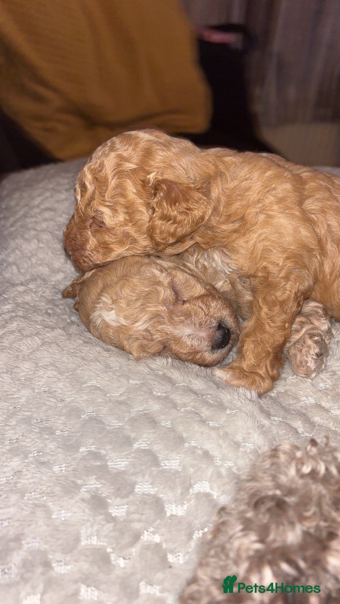 Toy Poodle dogs for sale: Toy puddles  - Advert 2