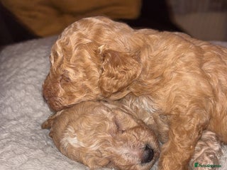 Toy Poodle dogs Toy puddles - Advert 5