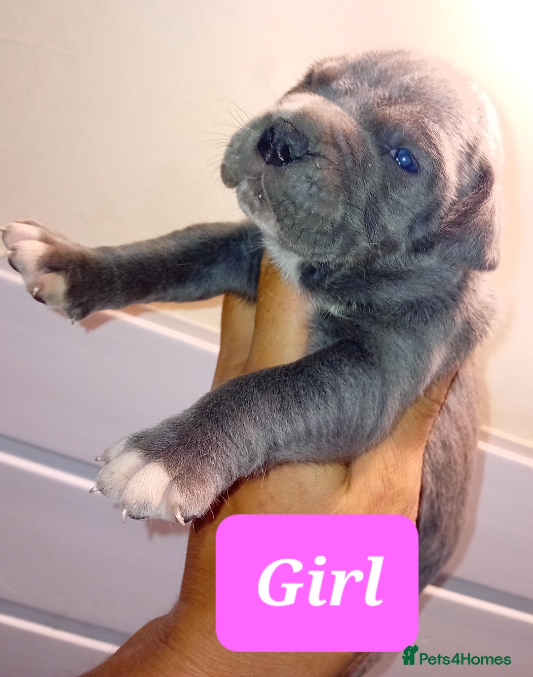 Mixed Breed dogs for sale: Taylors Minidane (Bulldane) Pups Available  - Image 9