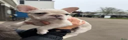 French Bulldog dogs for sale: Triple platinum fluffy carrier french bulldog  - Advert 6