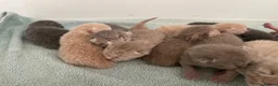 British Shorthair cats for sale: STUNNING LITTER OF RARE COLOUR KITTENS  - Advert 17