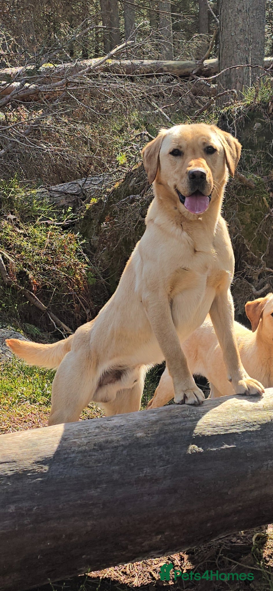 Labrador Retriever dogs Standing at stud heath tested Labrador - Advert 10