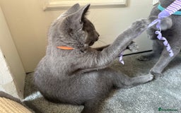 Russian Blue cats for sale: Russian Blue Kitten - Image 5
