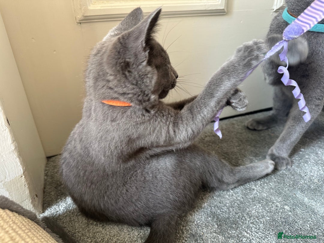 Russian Blue cats for sale: Russian Blue Kitten - Image 5