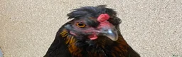 Chickens poultry for sale:  Stunning Green Egg Layers  - Advert 3