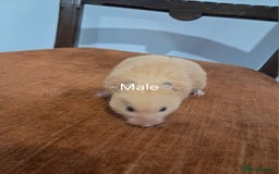 Hamster rodents for sale: Adorable Baby syrian hamsters Ready for Rehome - Image 9