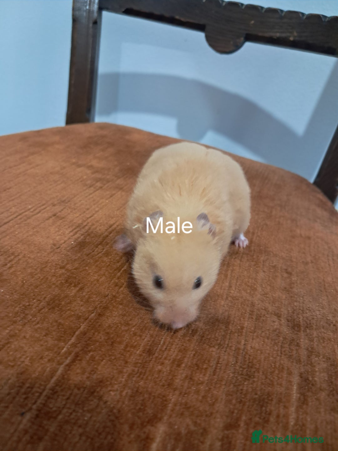 Hamster rodents for sale: Adorable Baby syrian hamsters Ready for Rehome - Image 9