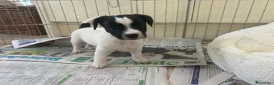 Jack Russell 1