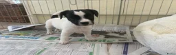 Jack Russell dogs for sale: Jack Russell  - Advert 3
