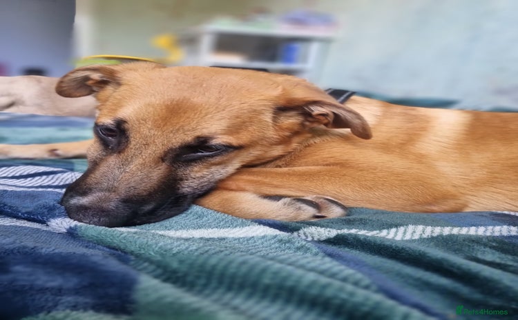 Mixed Breed dogs - Advert 5