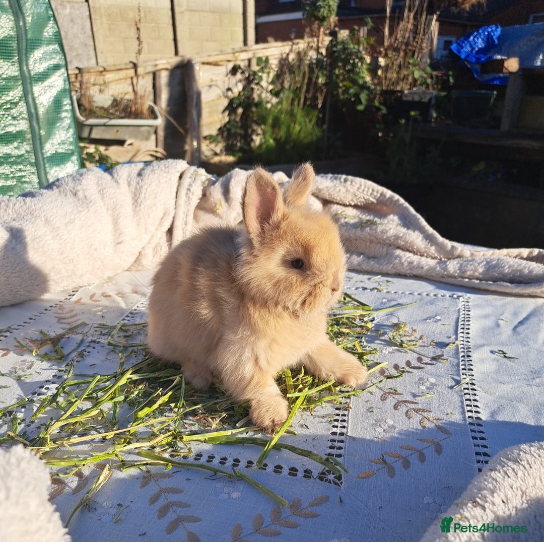 Angora rabbits for sale: Gorgeous Angora Rabbits, Pure Bred Full Faced. - Advert 35