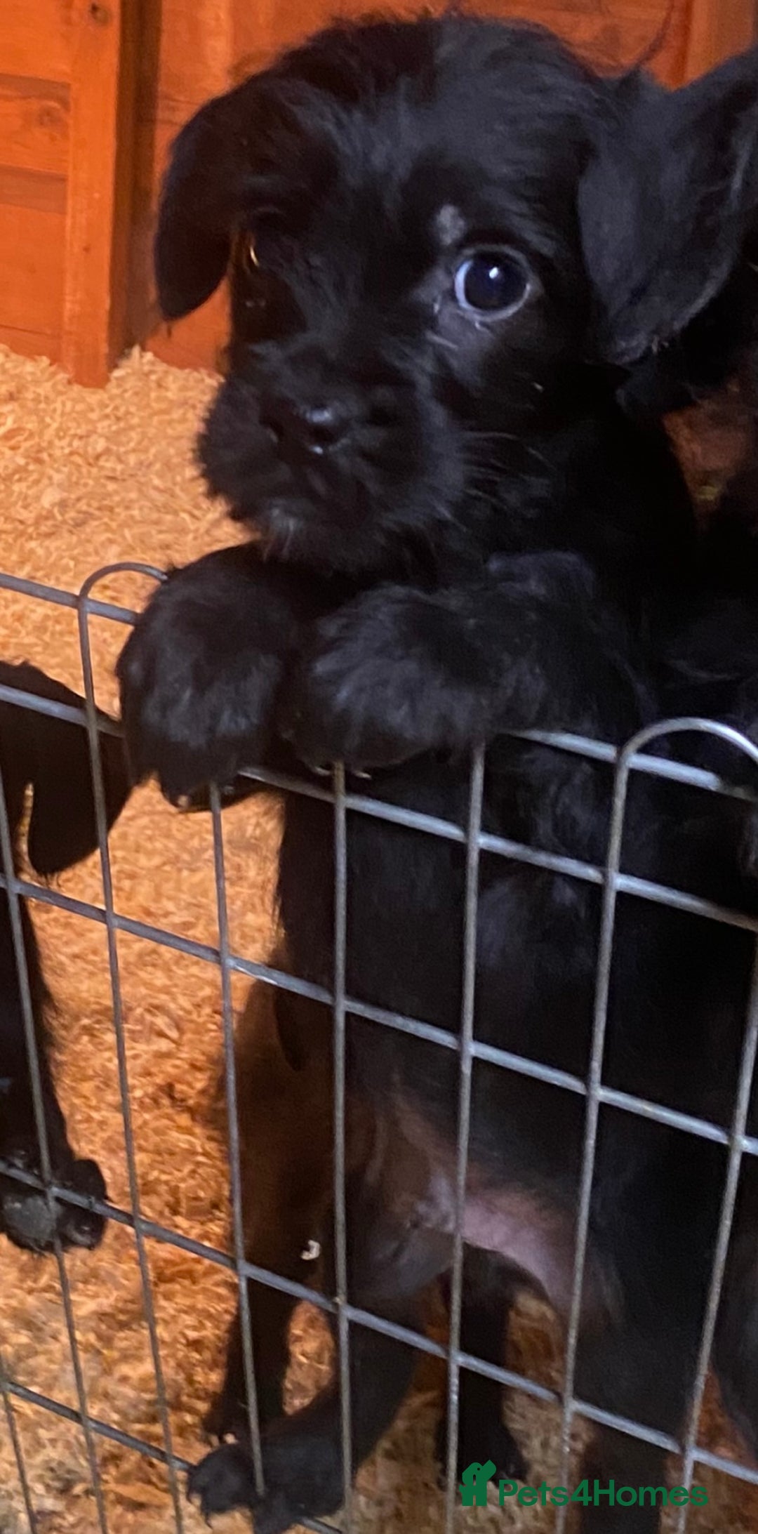 Mixed Breed dogs for sale: Beautiful French Bulldog x MiniaturePoodle Puppies - Advert 4