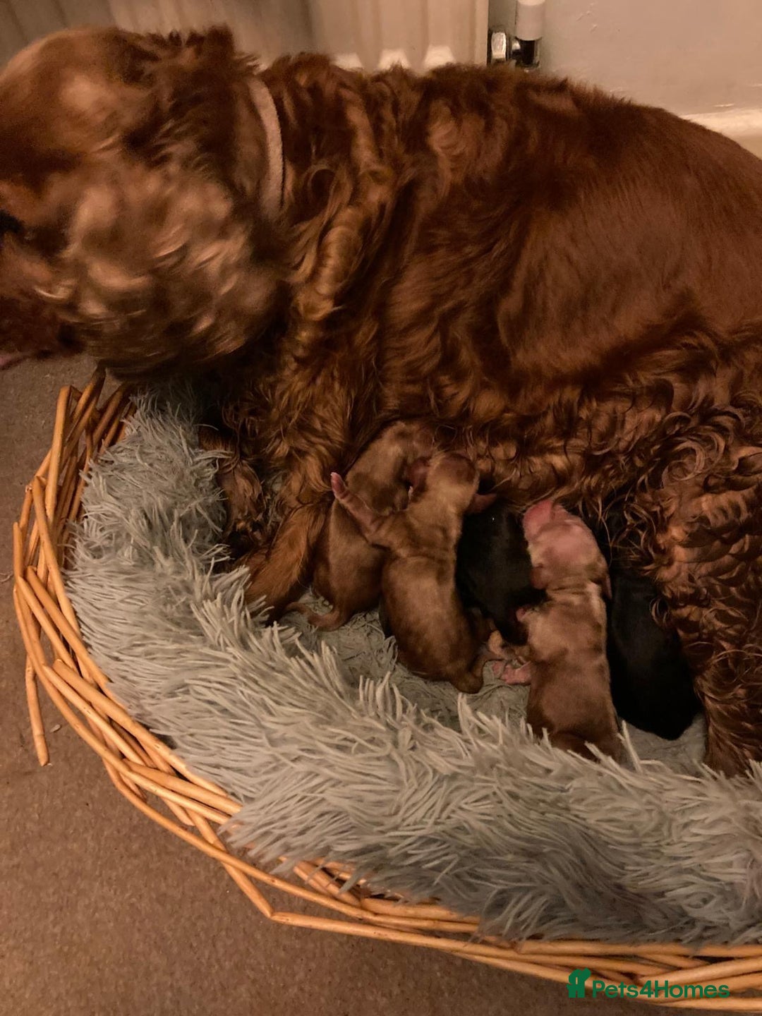 Cocker Spaniel dogs for sale: Pedigree show cockers, sable & golden - Image 12