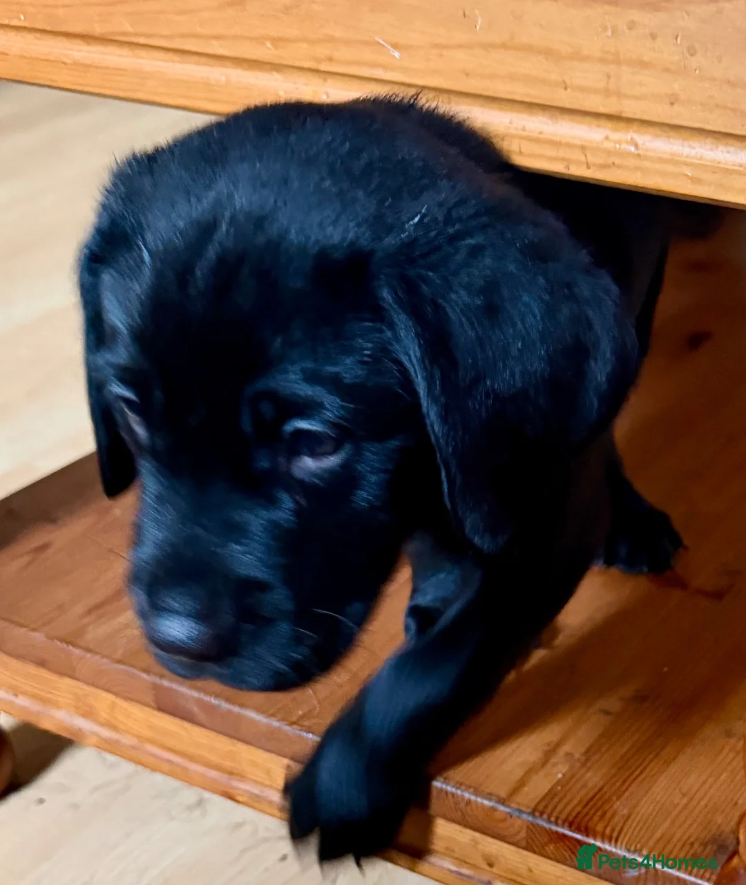 Labrador Retriever dogs for sale: Beautiful litter - Advert 2