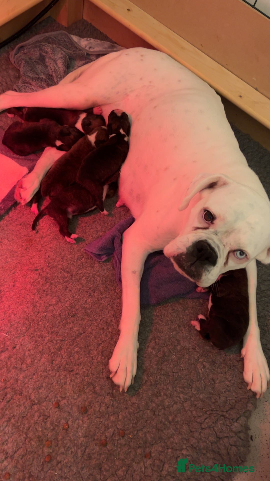 Boxer dogs for sale: Kc registered boxer puppies  - Advert 4