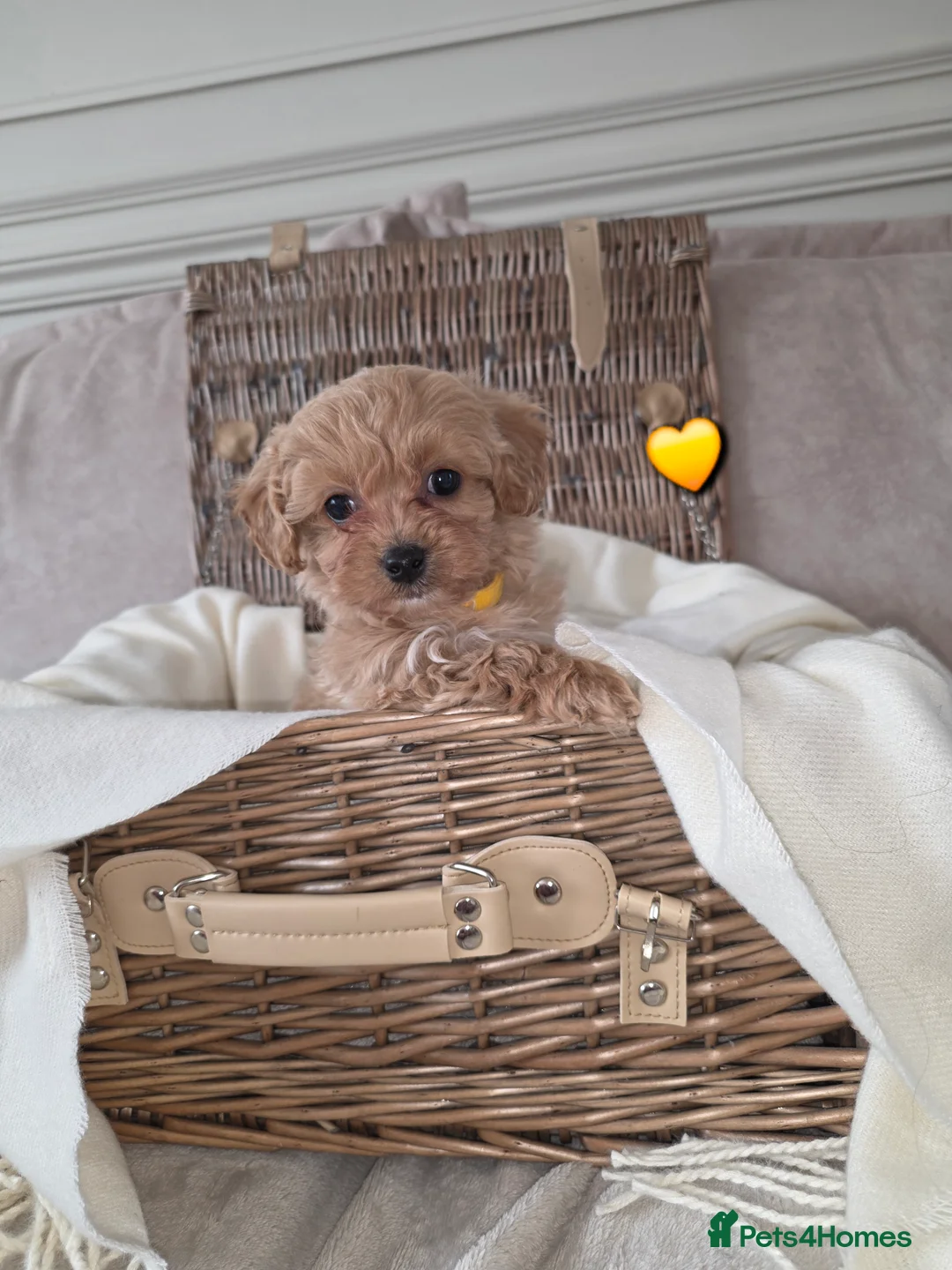 Maltipoo dogs for sale: Five gorgeous multi-poo puppies 3boys 2 girls - Advert 9