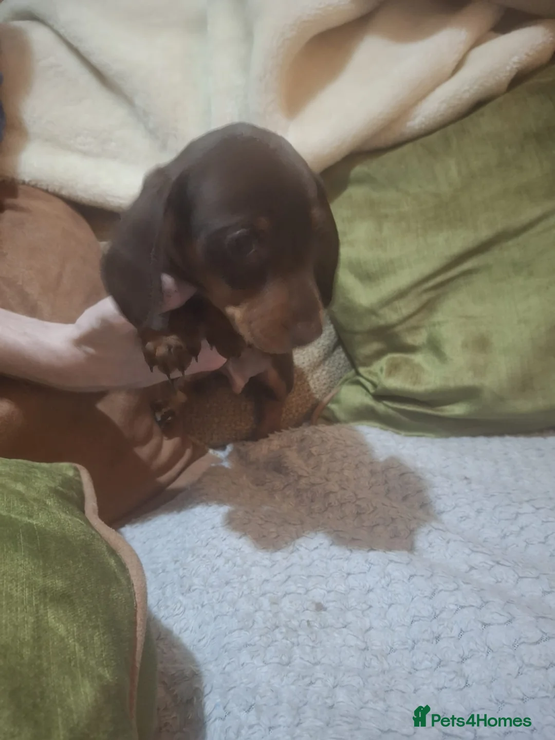 Miniature Dachshund dogs for sale:  3 chocolate and tan miniature dachshund pups  - Advert 12