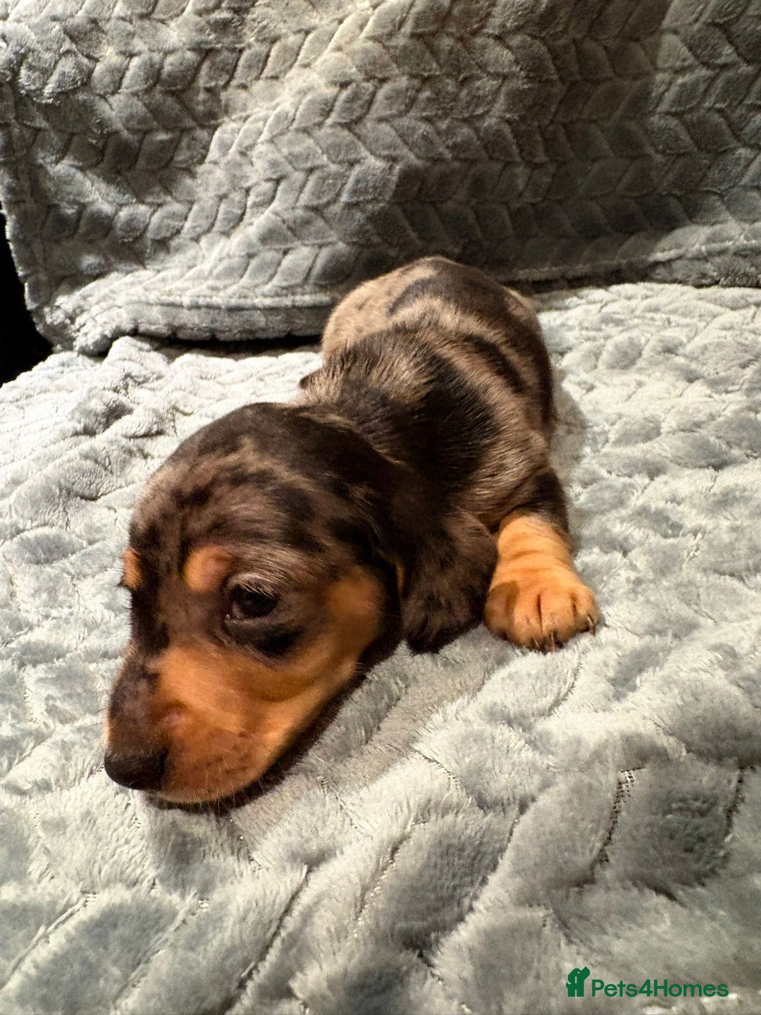 Miniature Dachshund dogs for sale: ✨ Miniature Dachshund Puppies ✨ - Advert 8