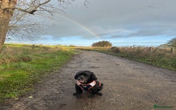 Cockapoo dogs for sale: 5 year old neutered male cockapoo to be rehomed  - Image 2