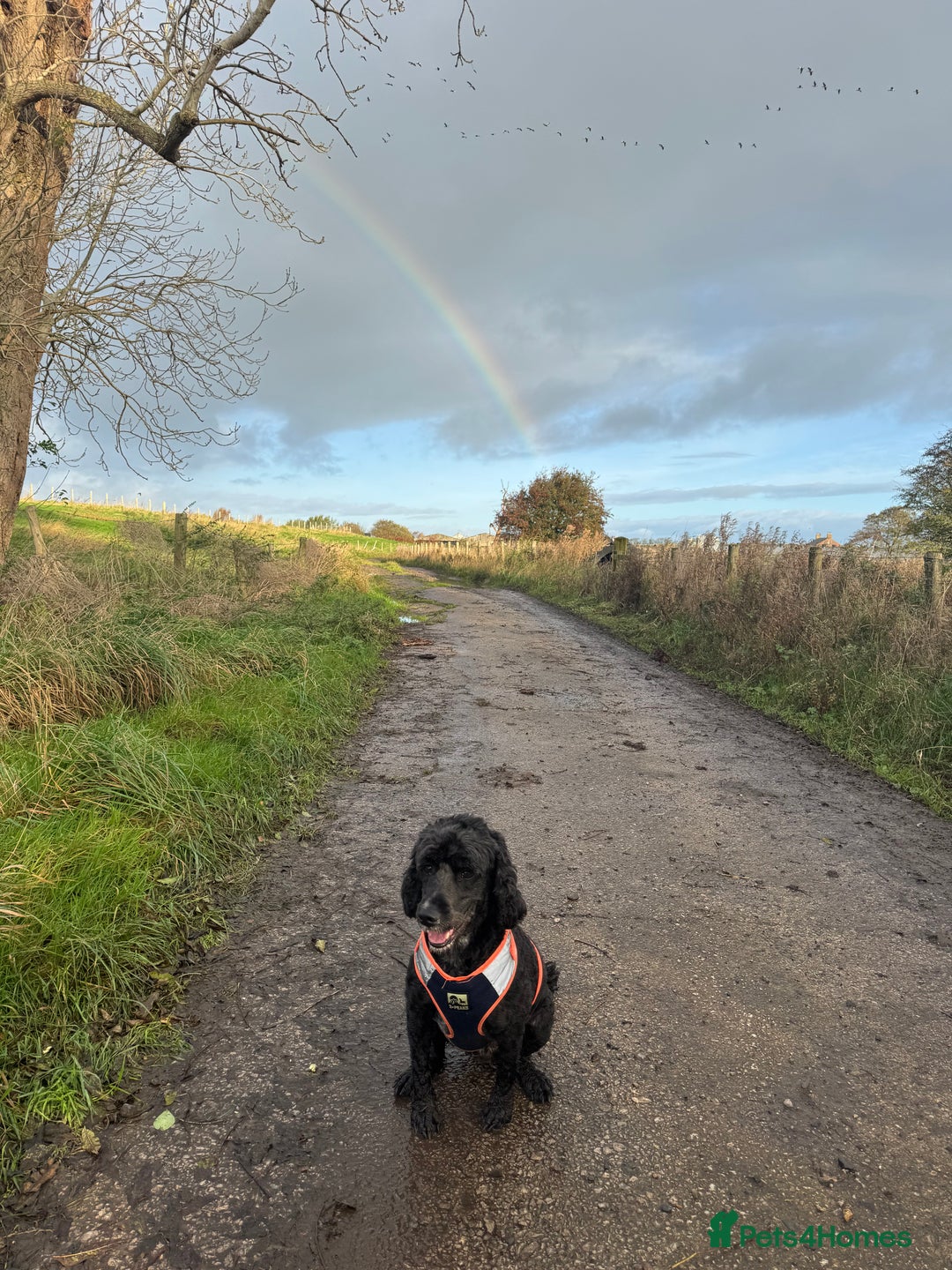 Cockapoo dogs for sale: 5 year old neutered male cockapoo to be rehomed  - Image 2