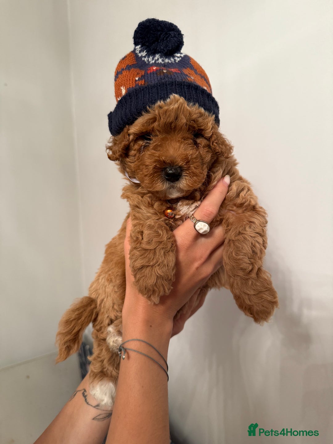 Poochon dogs for sale: Poochon puppies READY TO LEAVE 🐶  - Image 16