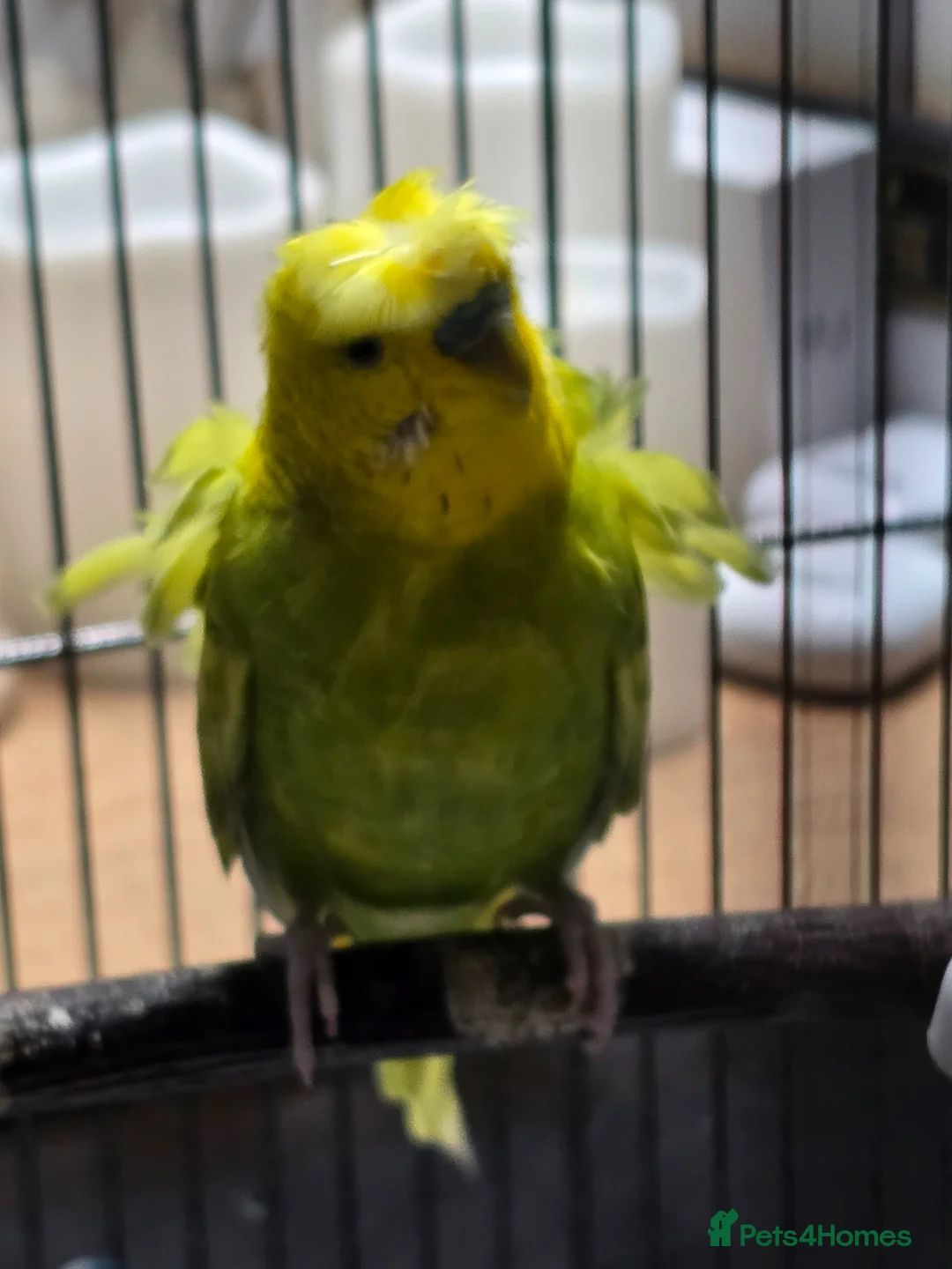 Budgerigars birds for sale: Budgies for sale in Mansfield - Advert 1