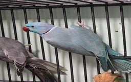 Ringnecks birds for sale: Beautiful Baby Ringnecks available now!!! - Image 8