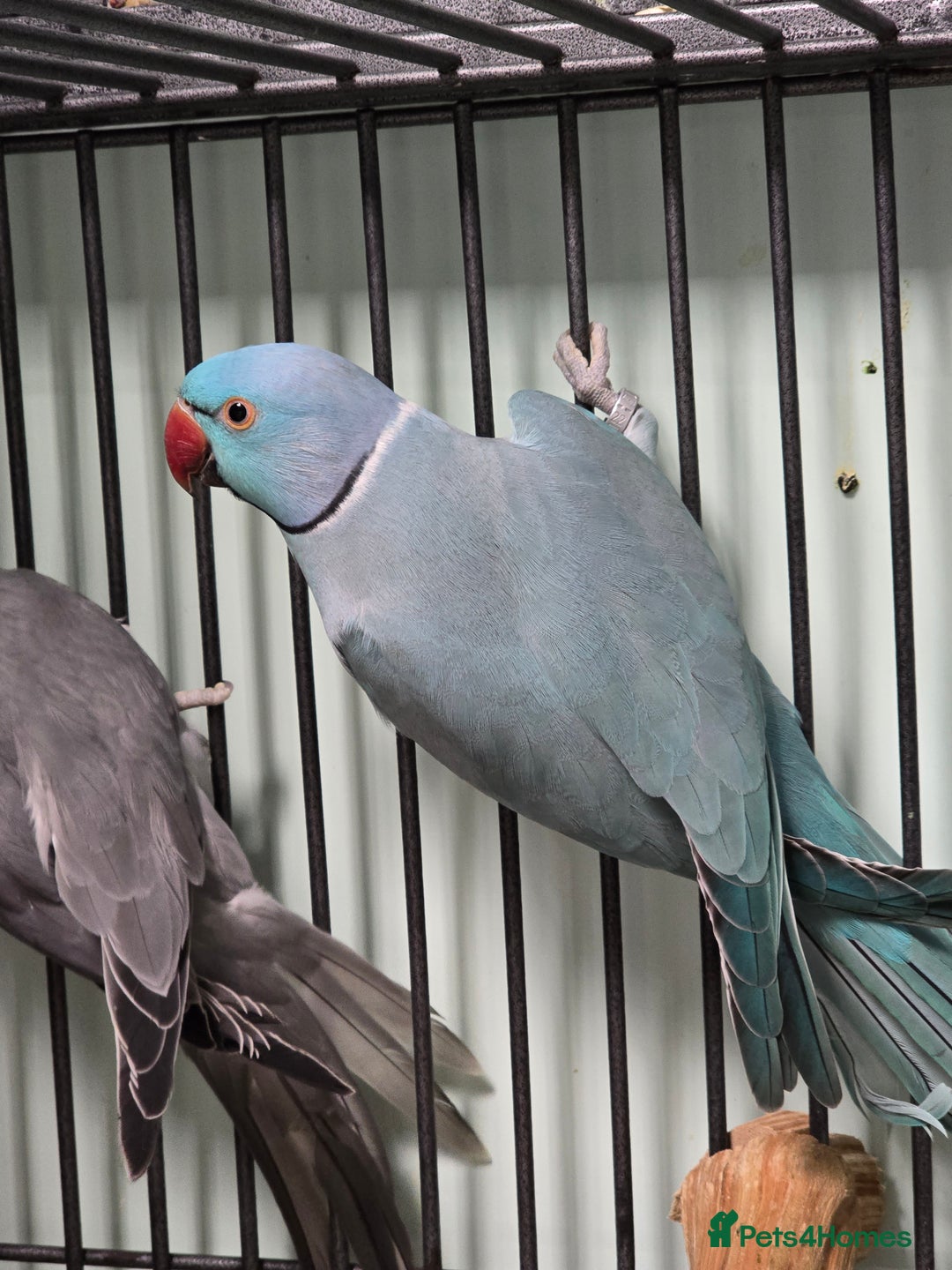 Ringnecks birds for sale: Beautiful Baby Ringnecks available now!!! - Image 8