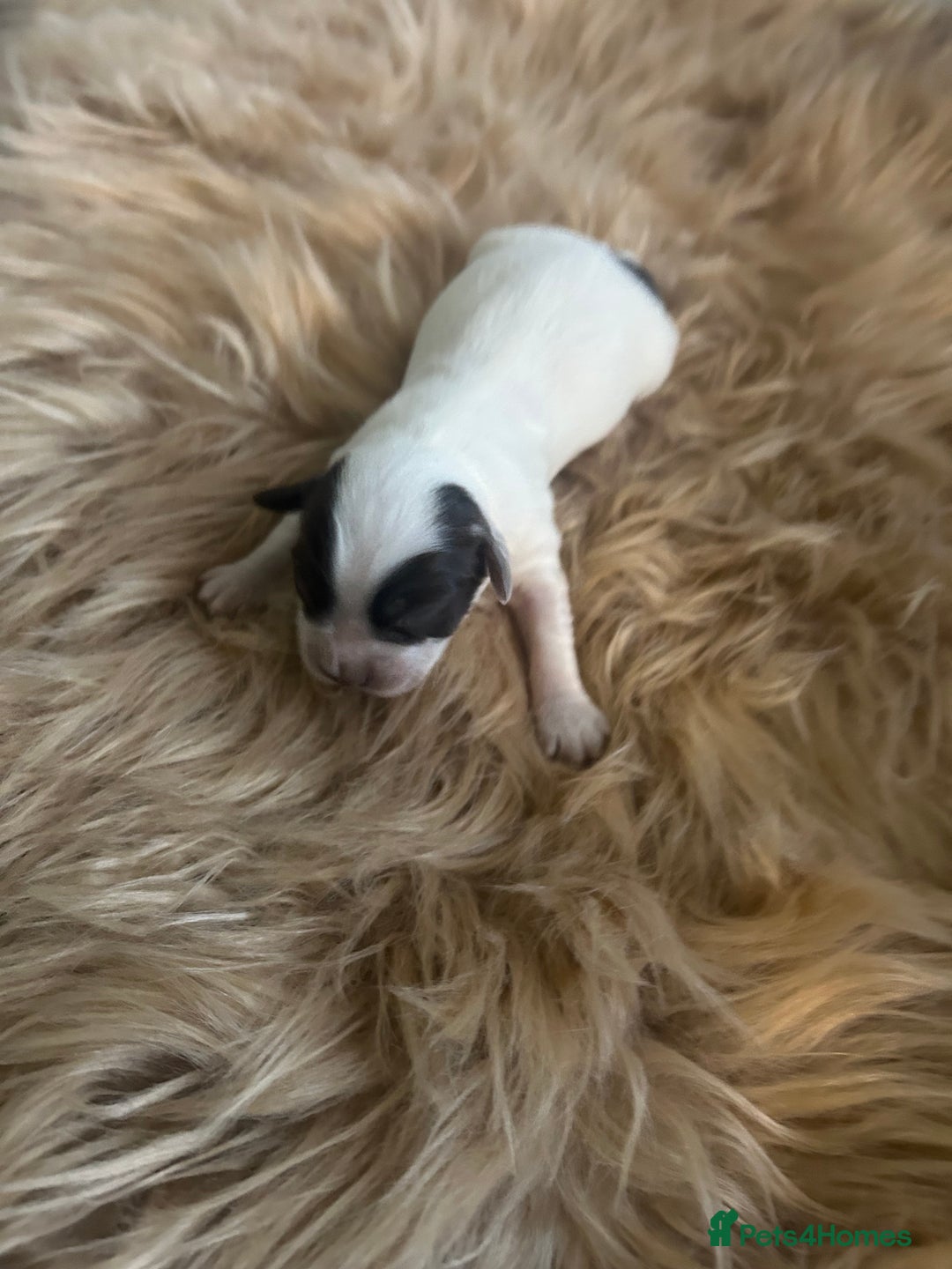 Sprocker dogs for sale: Puppies for Sale  - Advert 5