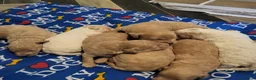 Cockapoo dogs for sale: Beautiful F1B toy cockapoos  in Leeds - Advert 6