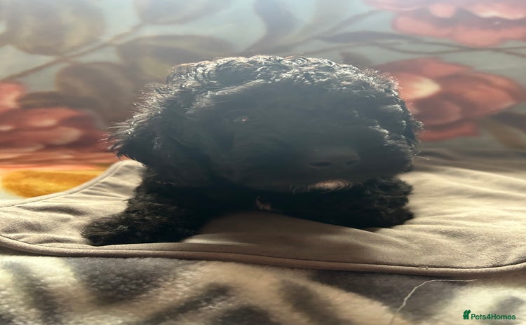 Cockapoo dogs - Advert 1