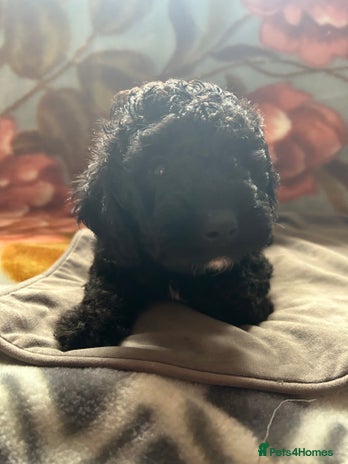 Cockapoo dogs - Advert 1
