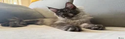 Maine Coon cats for sale: XXL kittens Tica ❤️ - Advert 6