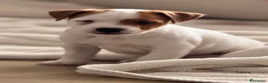 Jack Russell 1