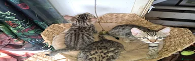 Bengal 3