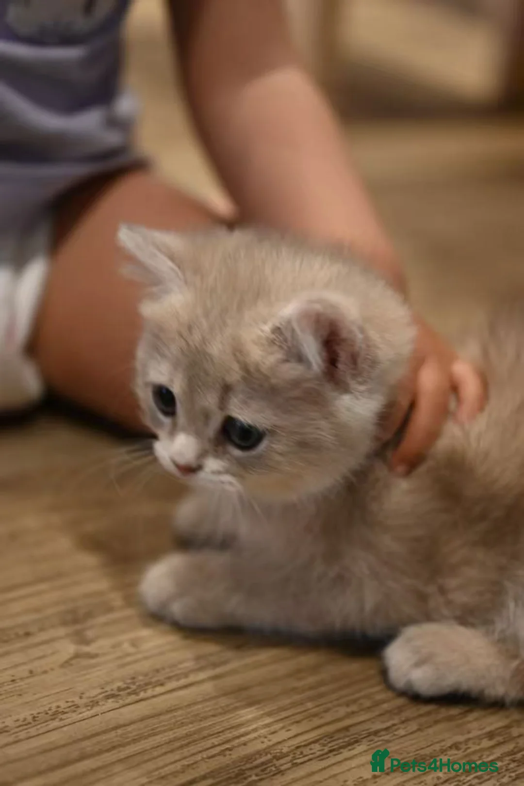 British Shorthair cats for sale: British shorthair blue golden kittens WCF/TICA - Advert 2