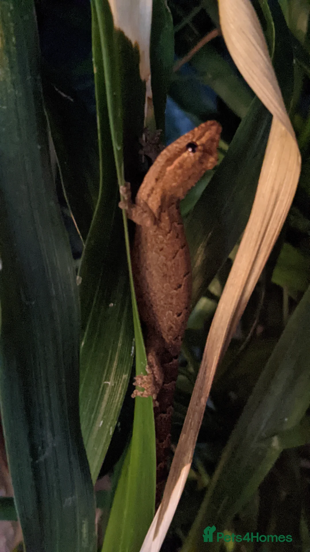 Gecko reptiles for sale: Mourning geckos - Advert 5