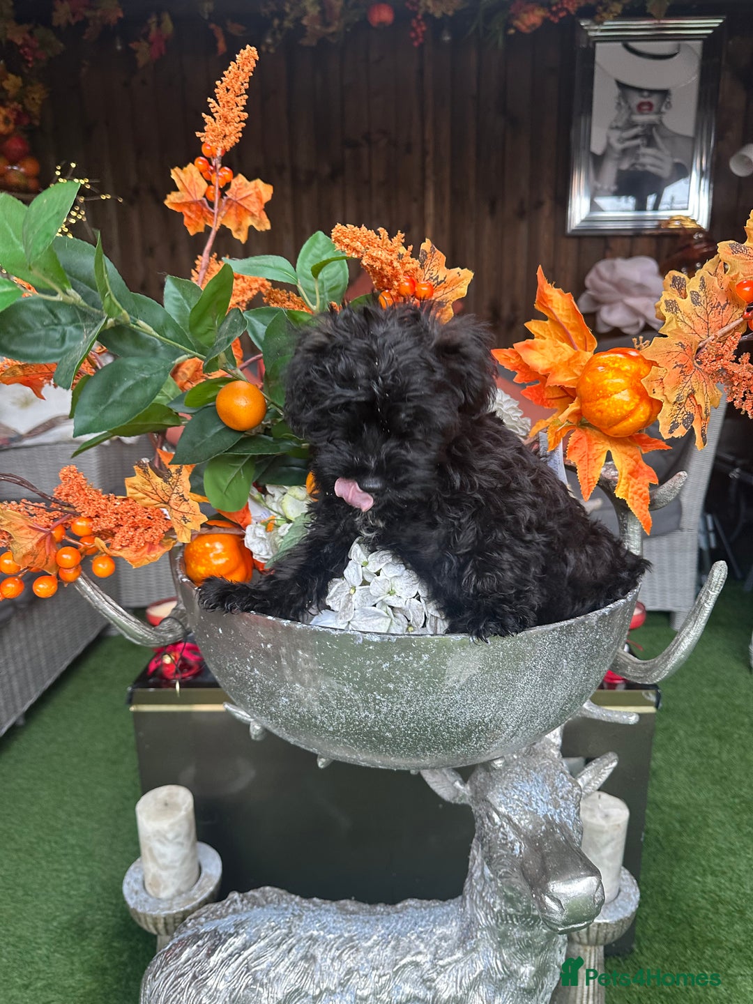 Yorkiepoo dogs for sale: Yorkiepoo Puppys - Advert 7