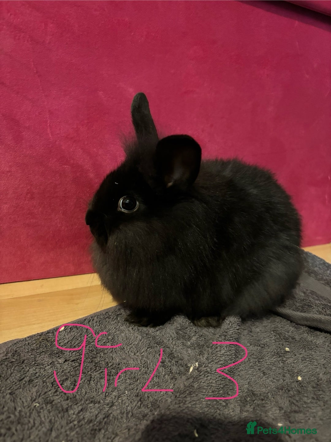Lionhead rabbits for sale: Beautiful lionhead bunnies  - Advert 20
